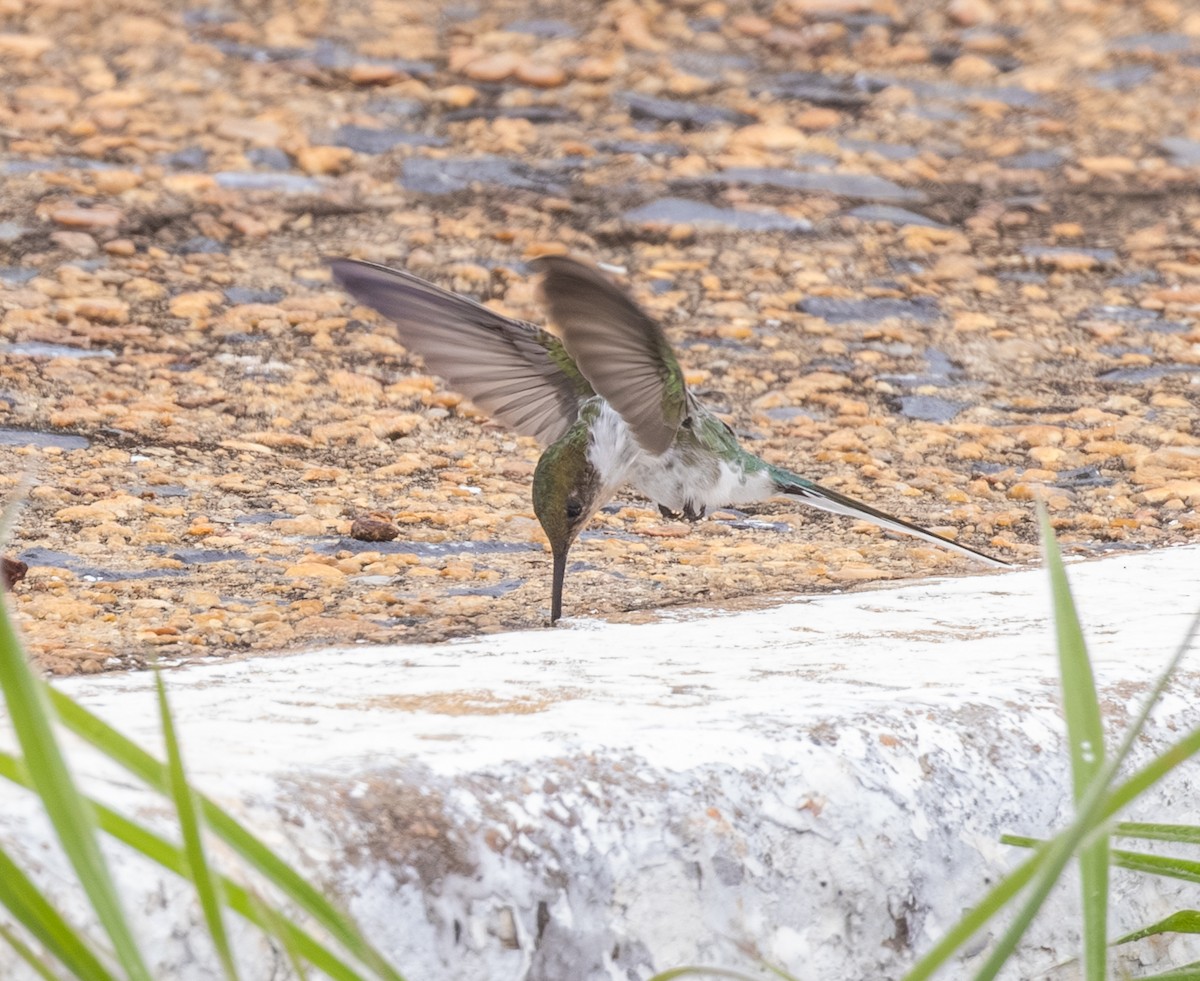 Horned Sungem - ML647807280