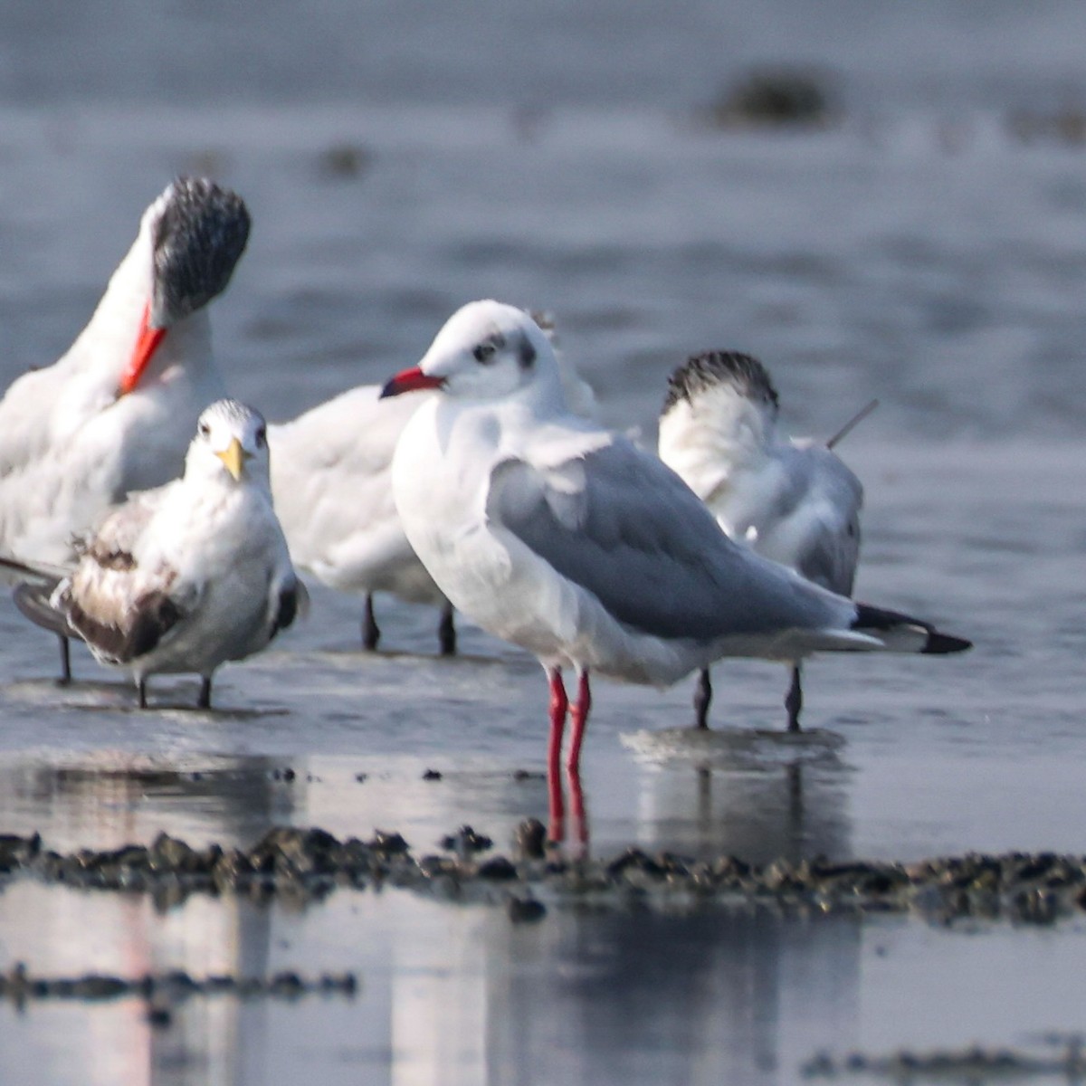 Hint Martısı - ML647807281