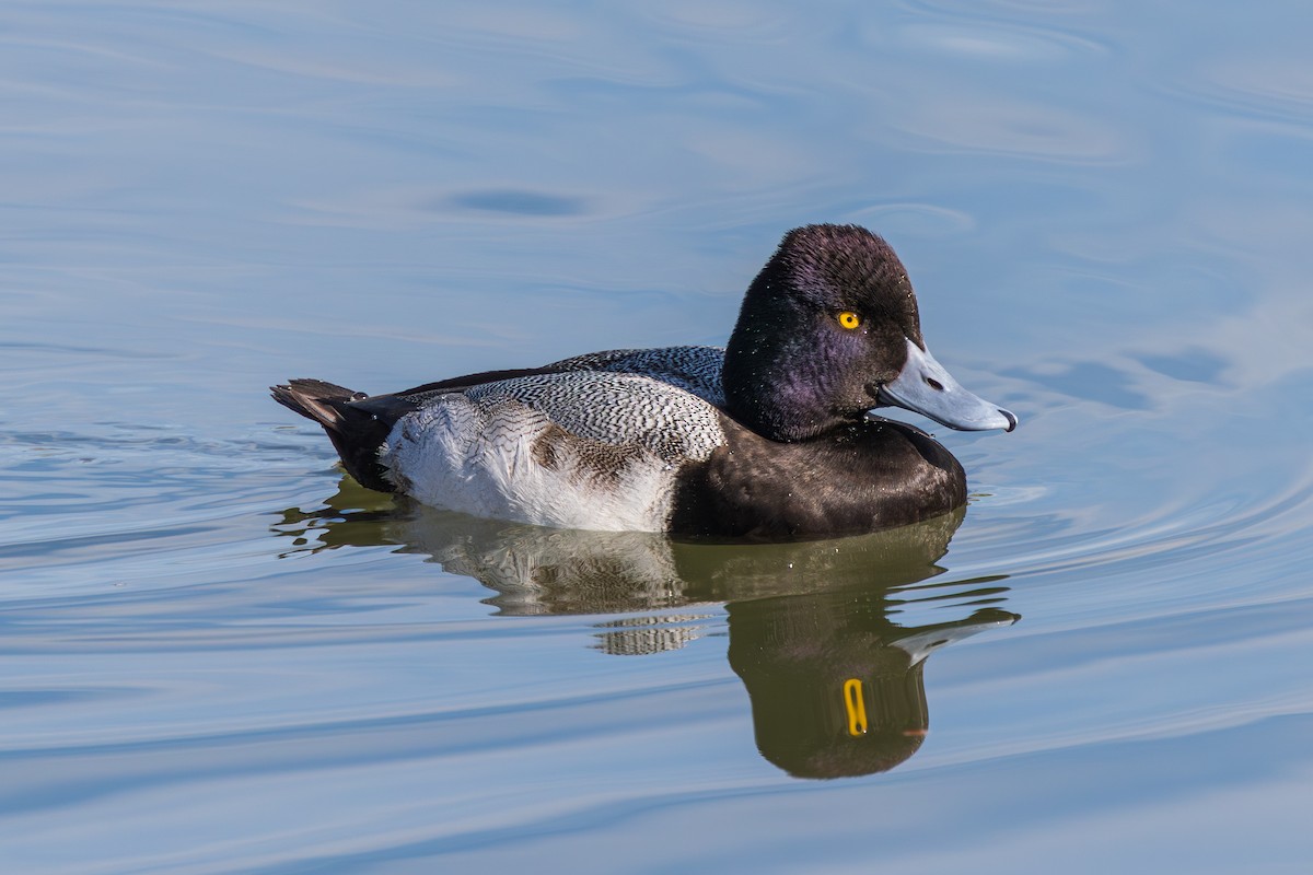 Lesser Scaup - ML647807289