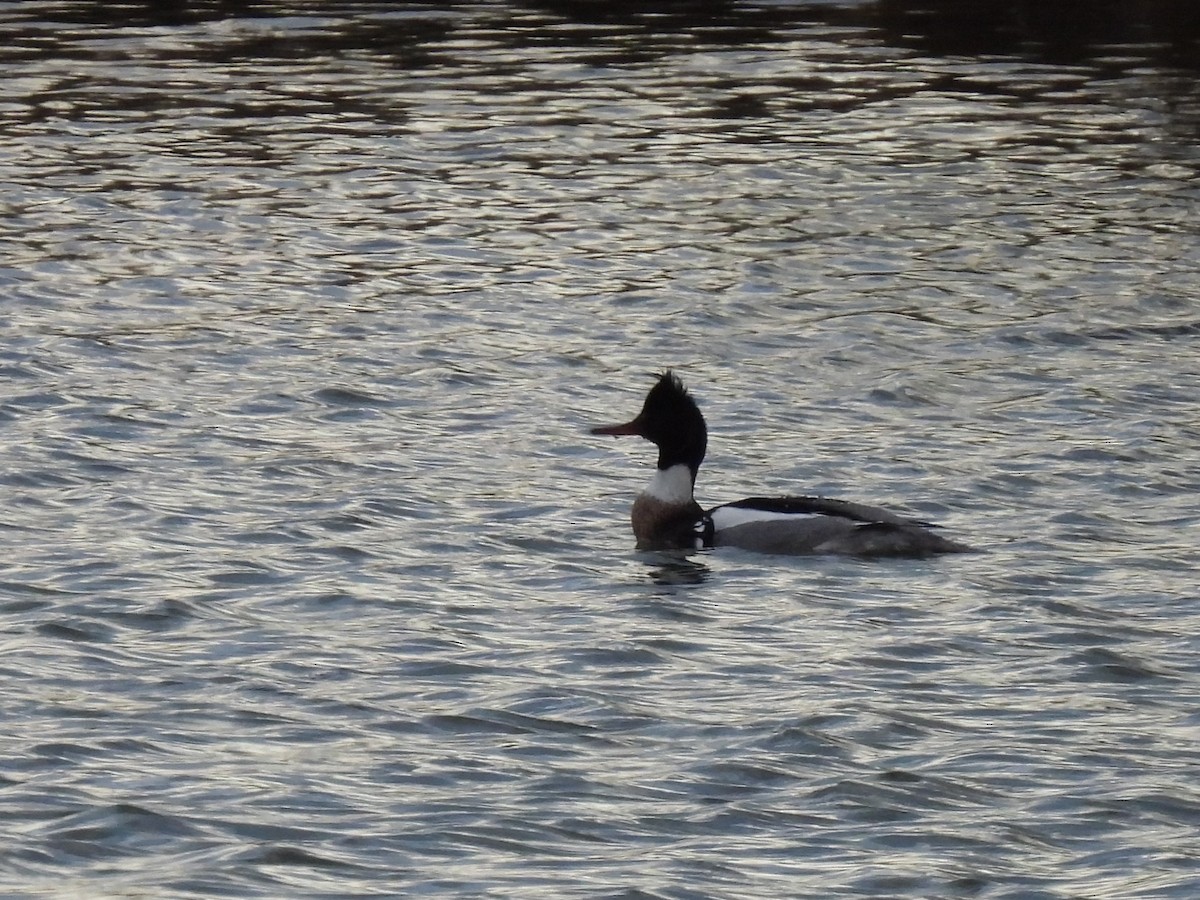 מרגון בינוני - ML647807301