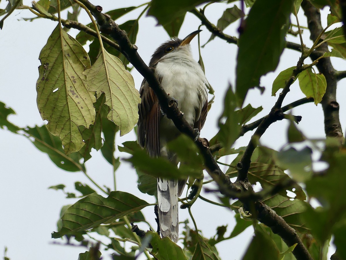 Yellow-billed Cuckoo - ML647807315