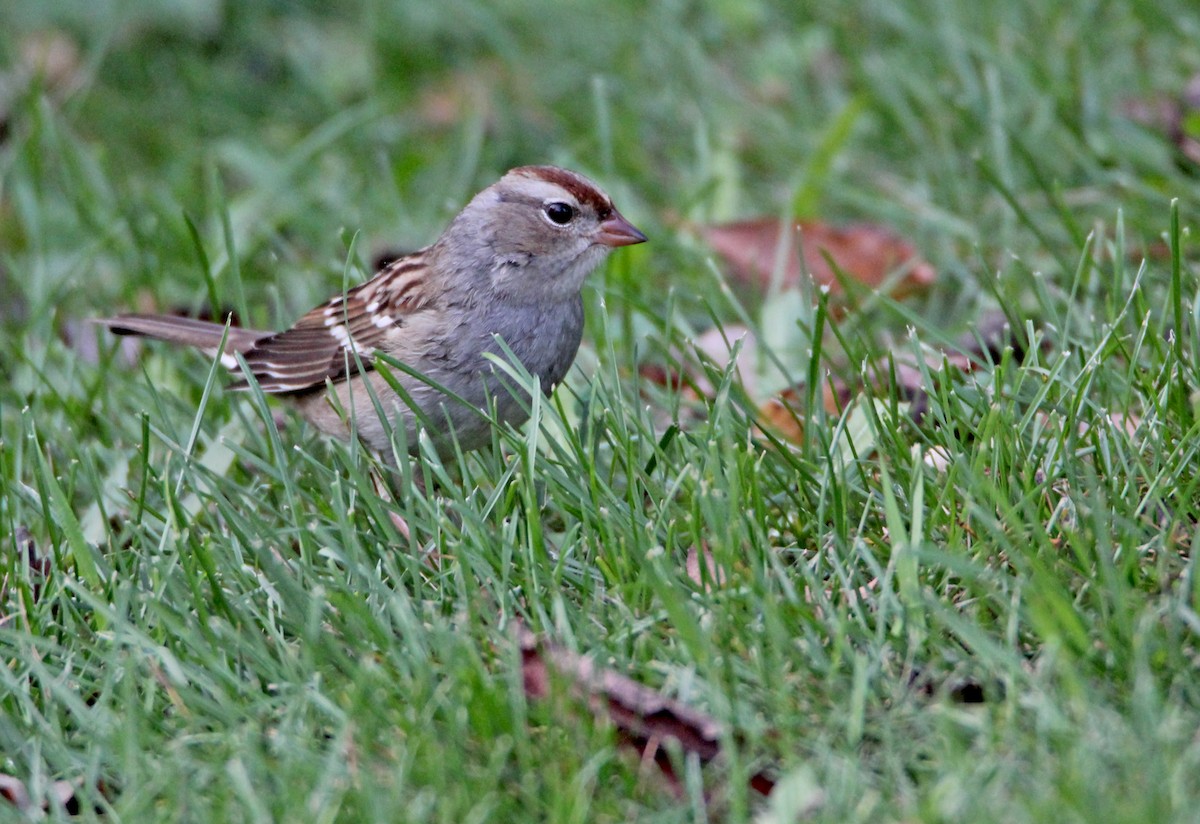 Porsuk Serçesi (leucophrys) - ML647807323