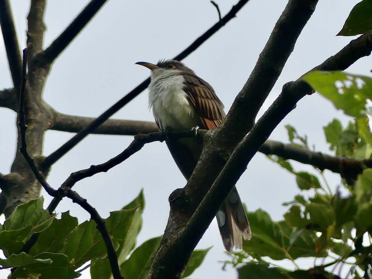 Yellow-billed Cuckoo - ML647807327