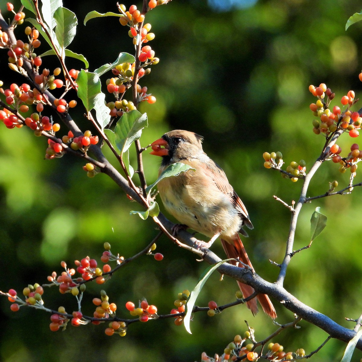Northern Cardinal - ML647807328