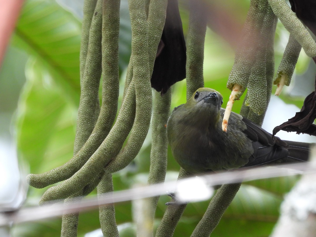 Palm Tanager - ML647807329