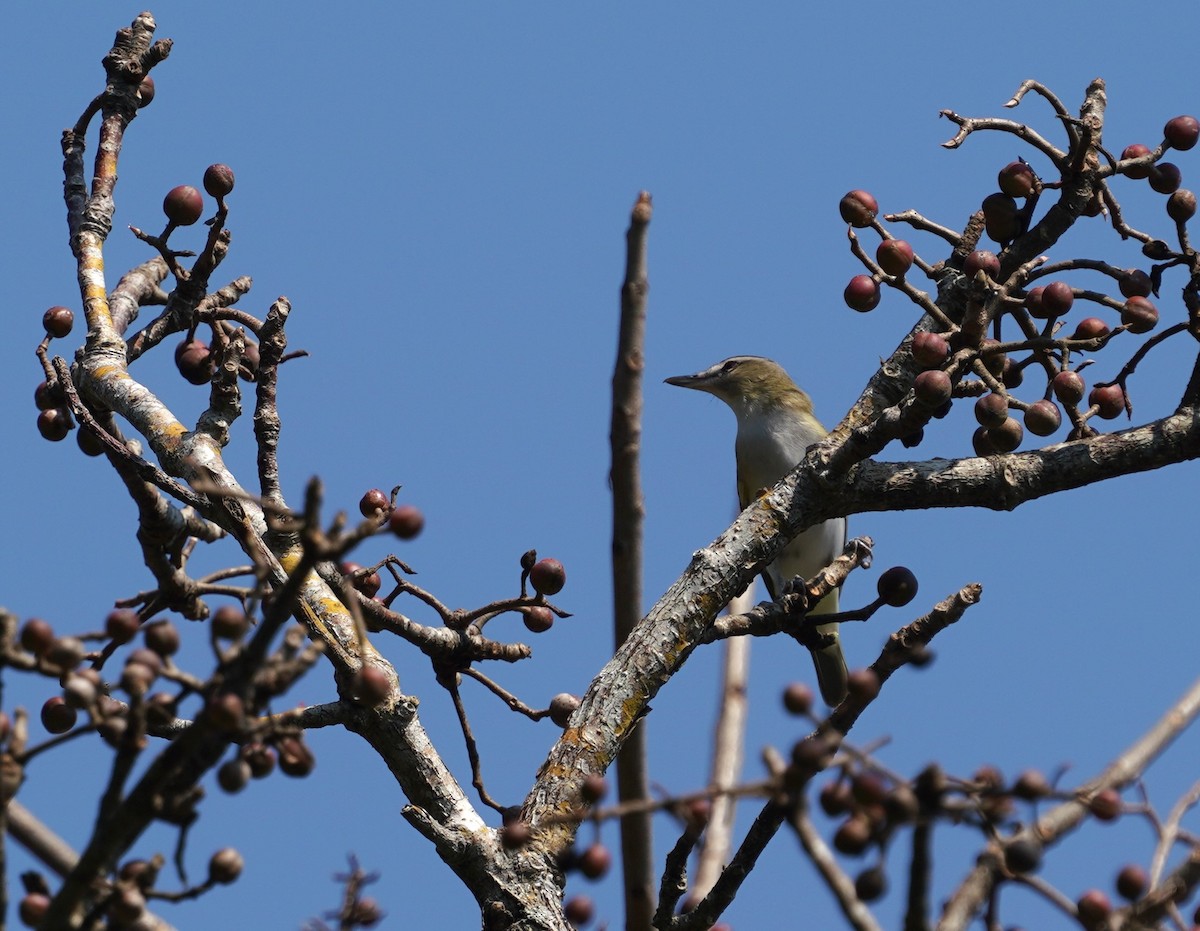 Красноглазый виреон - ML647807332