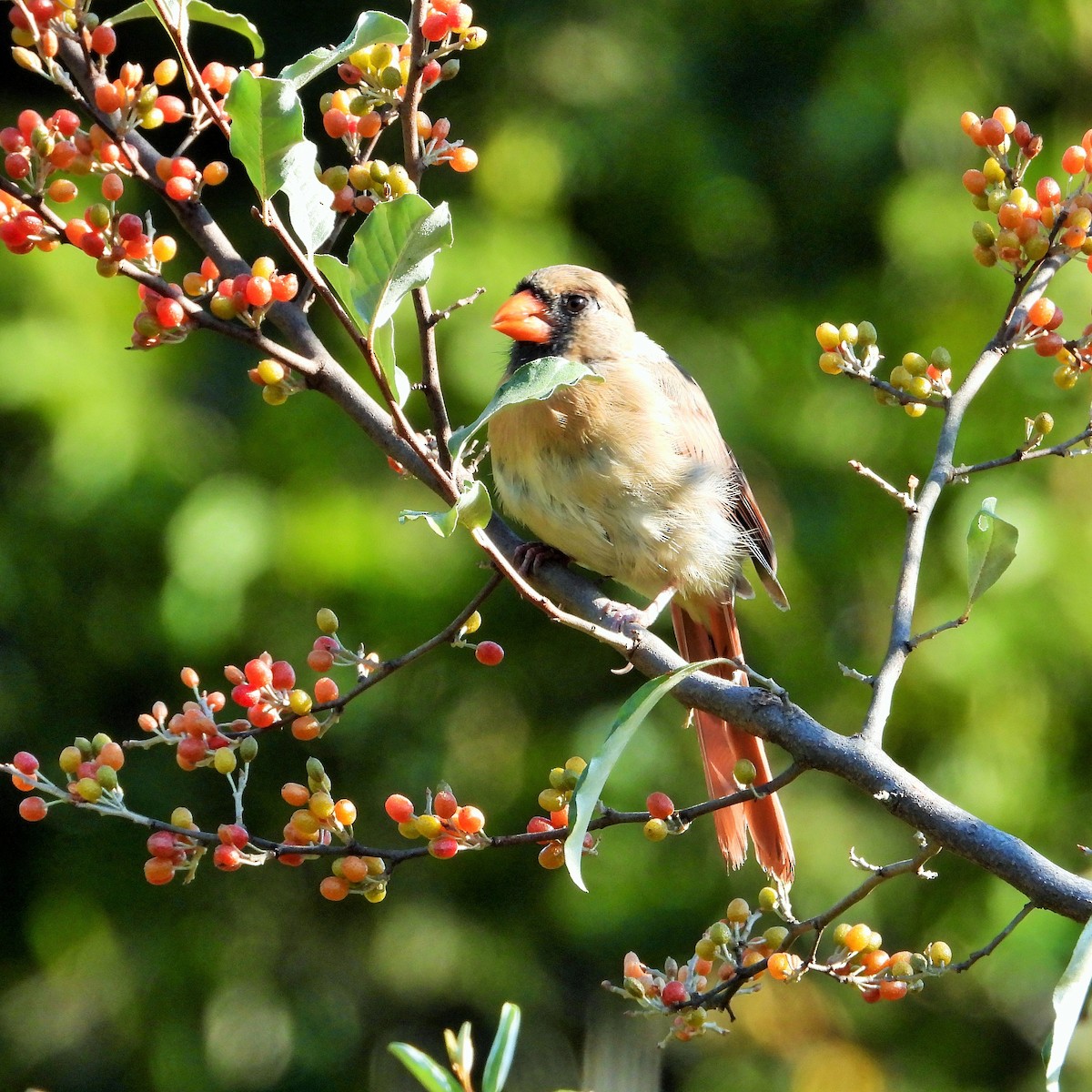 Northern Cardinal - ML647807335