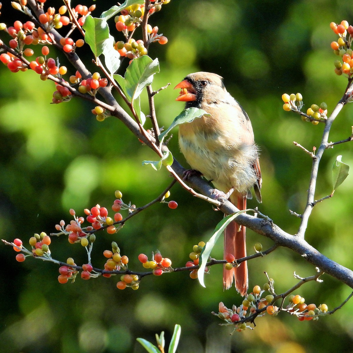 Northern Cardinal - ML647807352