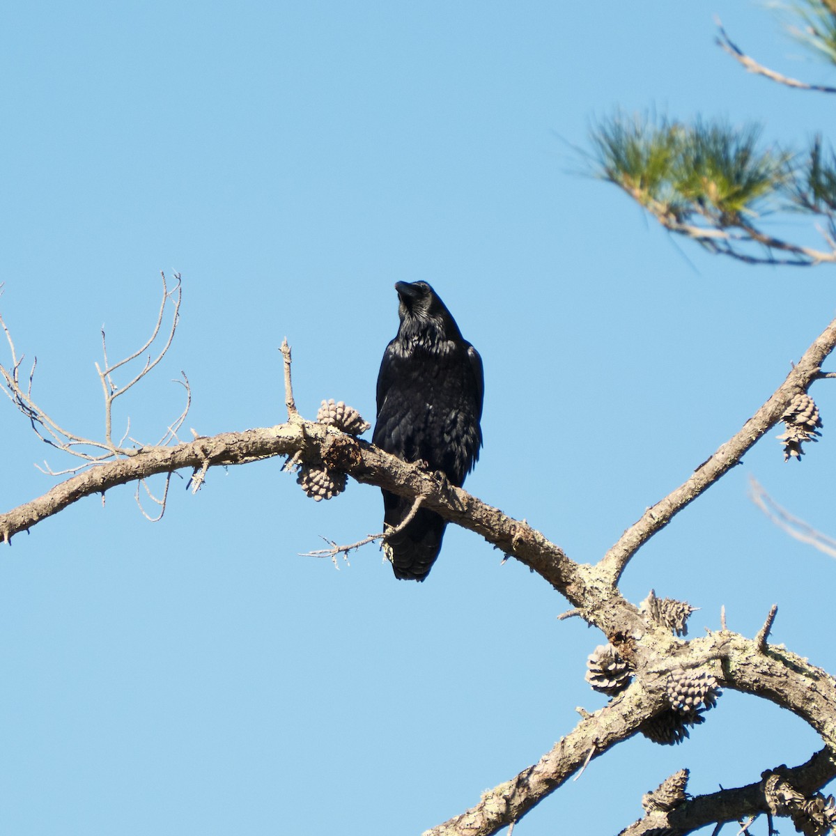עורב שחור - ML647807357