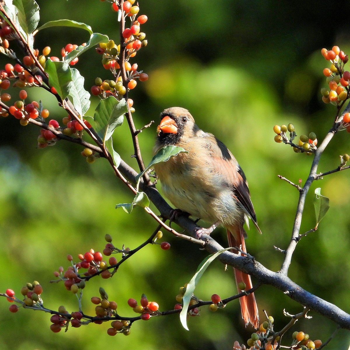 Northern Cardinal - ML647807362