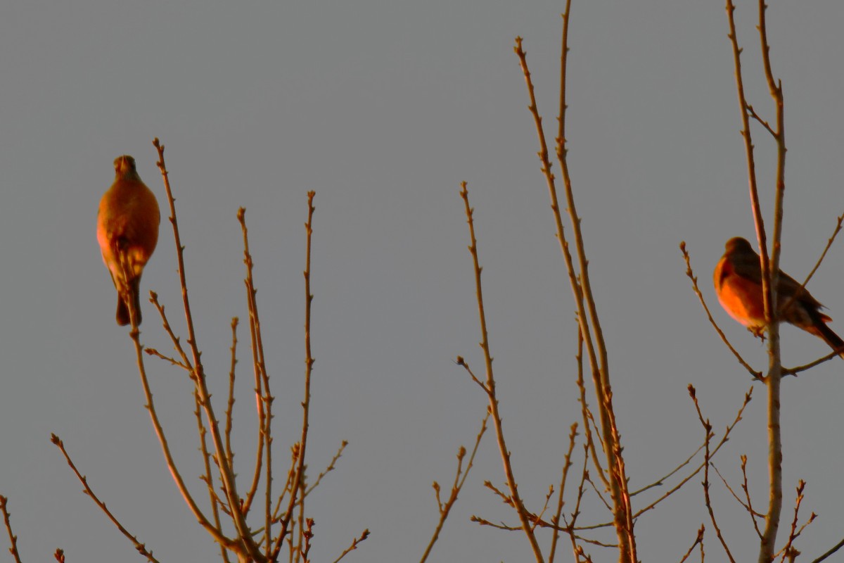American Robin - ML647807370