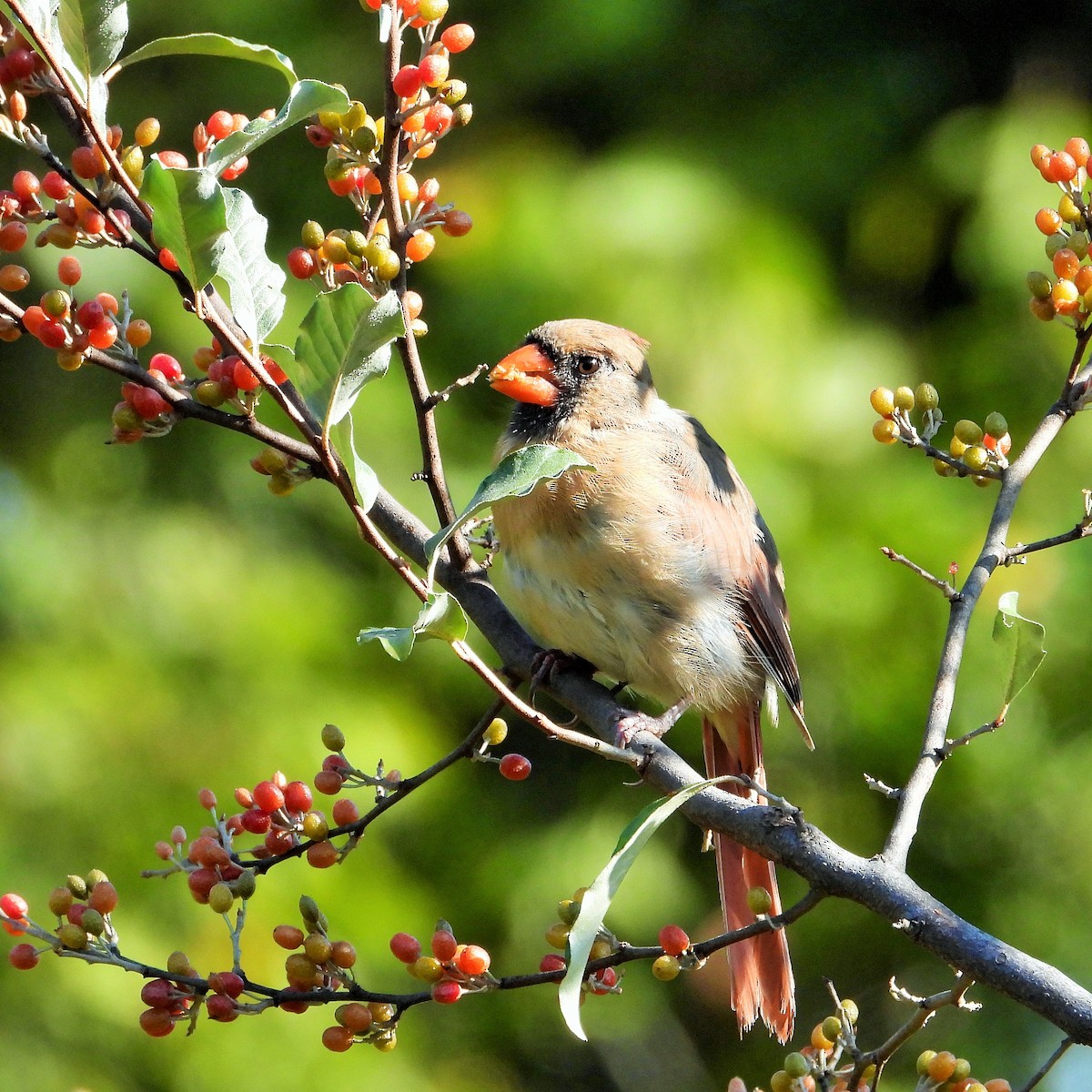 Northern Cardinal - ML647807377