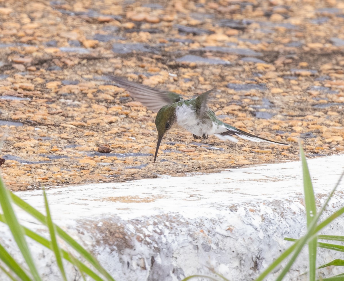 Goldhauben-Schmuckkolibri - ML647807380
