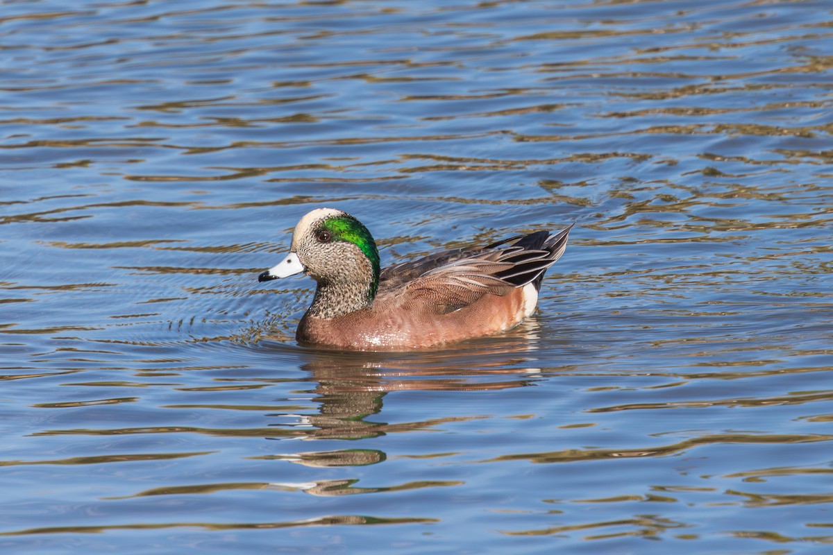 American Wigeon - ML647807389