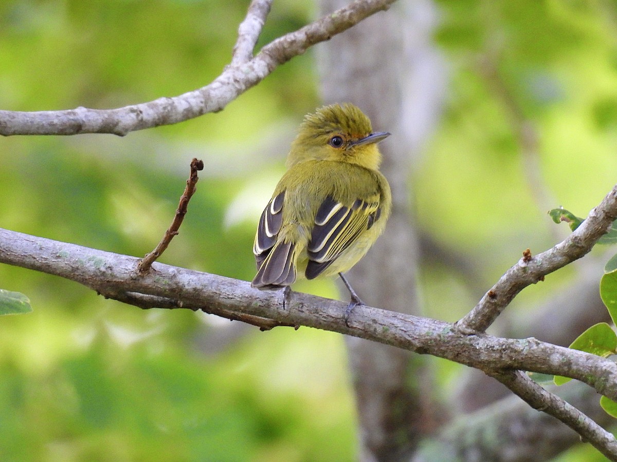 Ochre-lored Flatbill - ML647807390