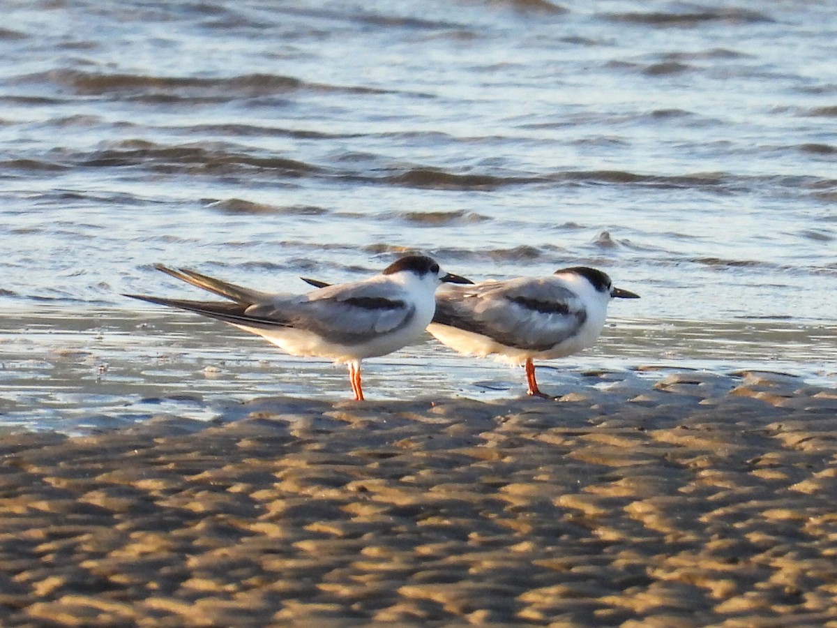 rybák obecný - ML647807397