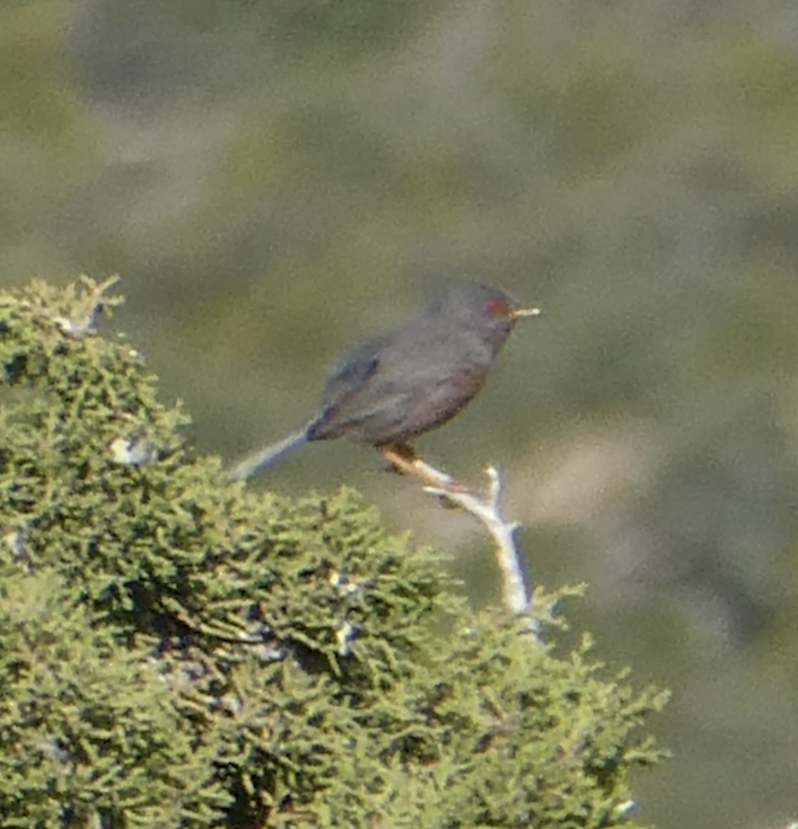 Dartford Warbler - ML647807399