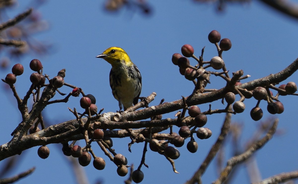 Magnolia Warbler - ML647807400