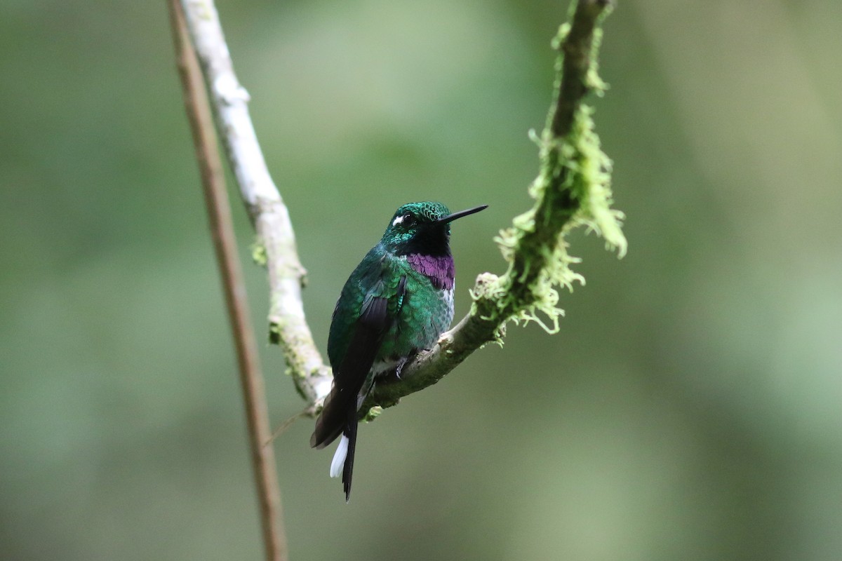 Purpurbrustkolibri - ML647807401