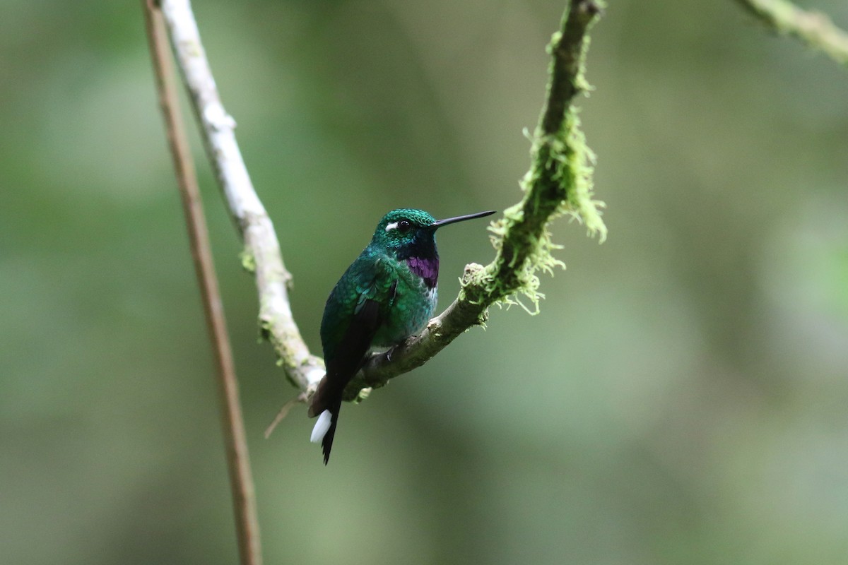 Purple-bibbed Whitetip - ML647807402