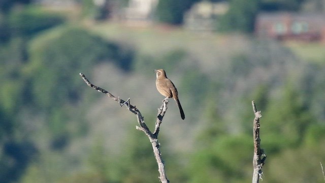 Kalifornienspottdrossel - ML647807404