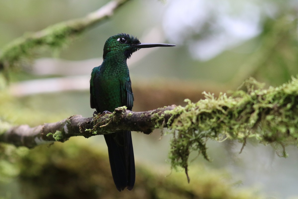 Grünstirn-Brillantkolibri - ML647807405