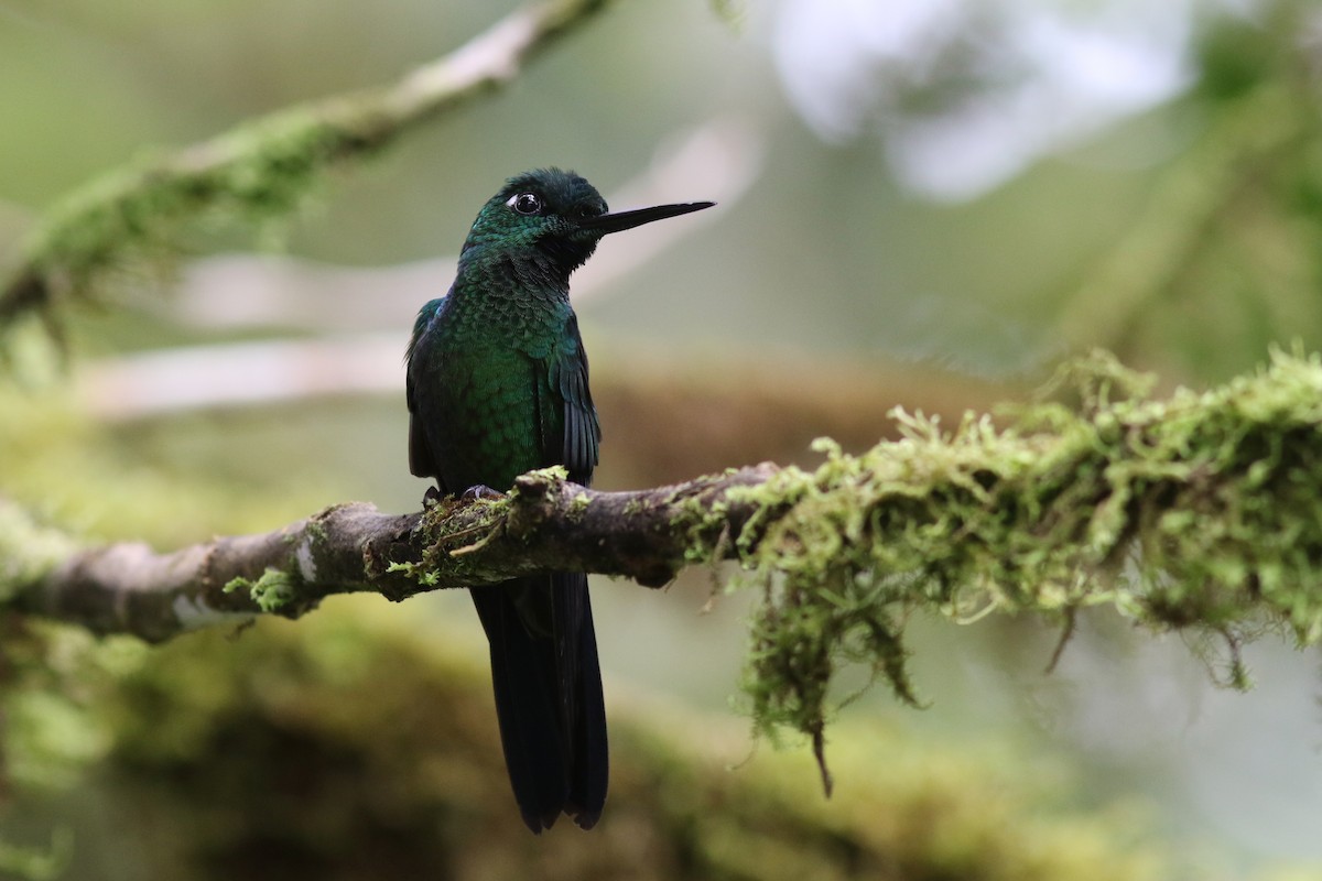 Grünstirn-Brillantkolibri - ML647807406