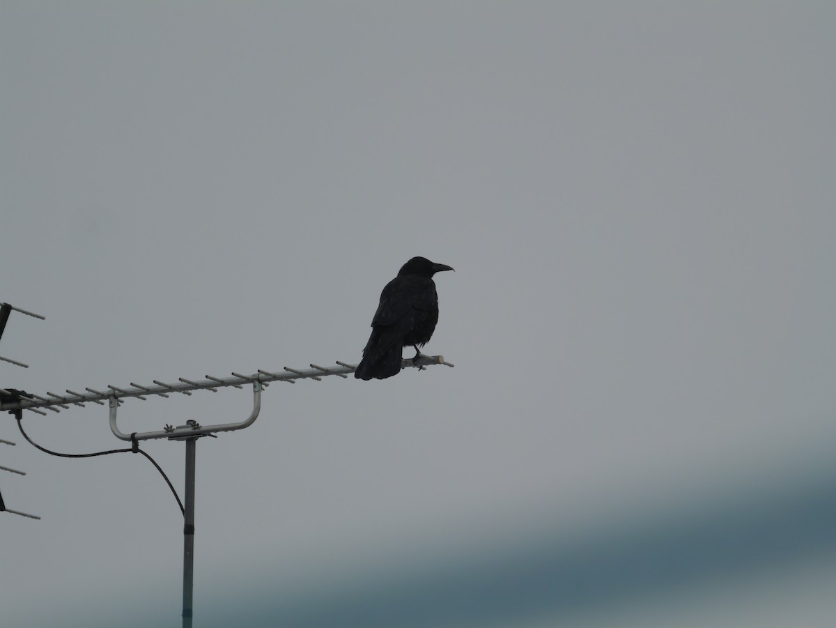 Rabenkrähe - ML647807415