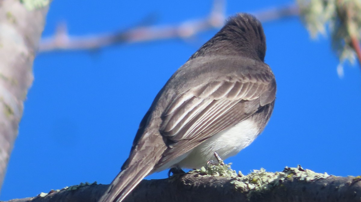 Schwarzkopf-Phoebetyrann - ML647807417