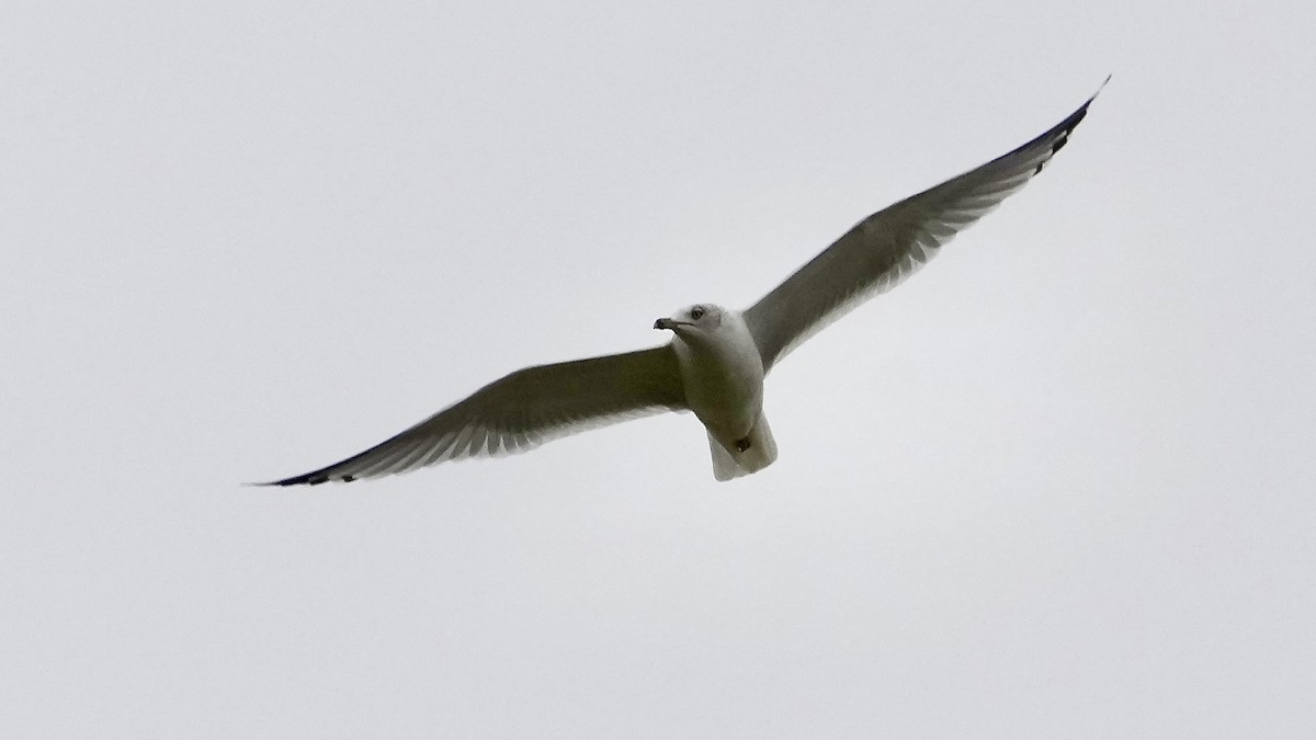 Ringschnabelmöwe - ML647807418