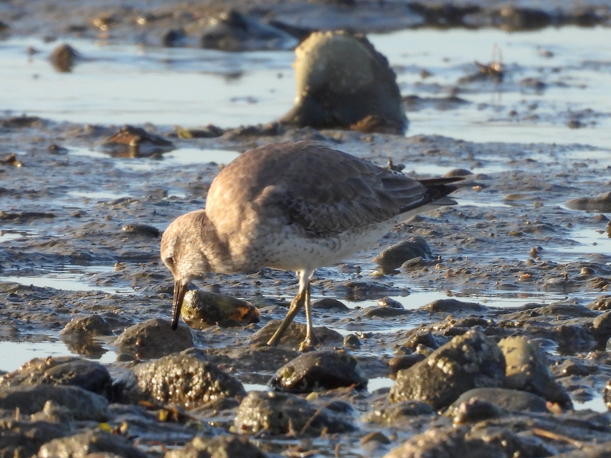 Исландский песочник - ML647807419