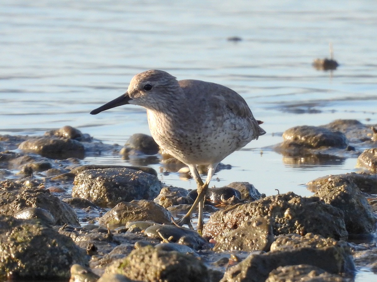 Исландский песочник - ML647807420