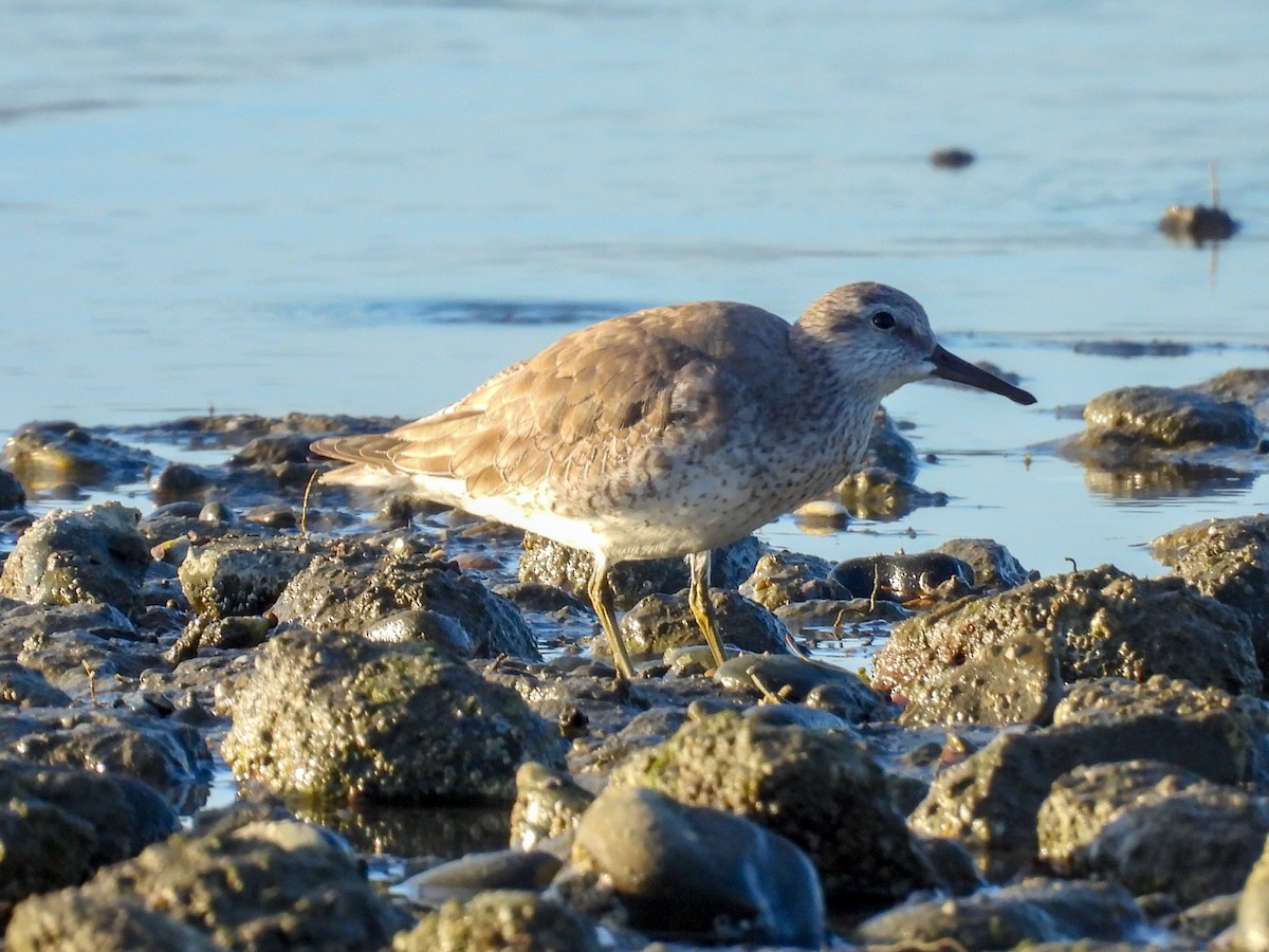 Исландский песочник - ML647807421