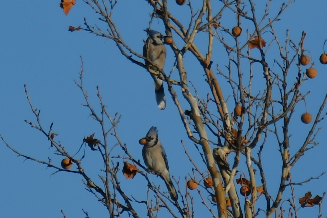 Blauhäher - ML647807423