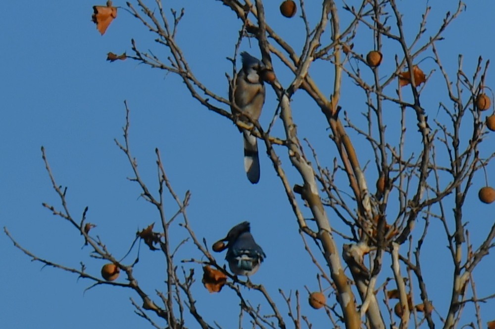 Blauhäher - ML647807424