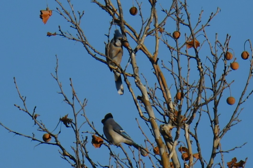 Blauhäher - ML647807425