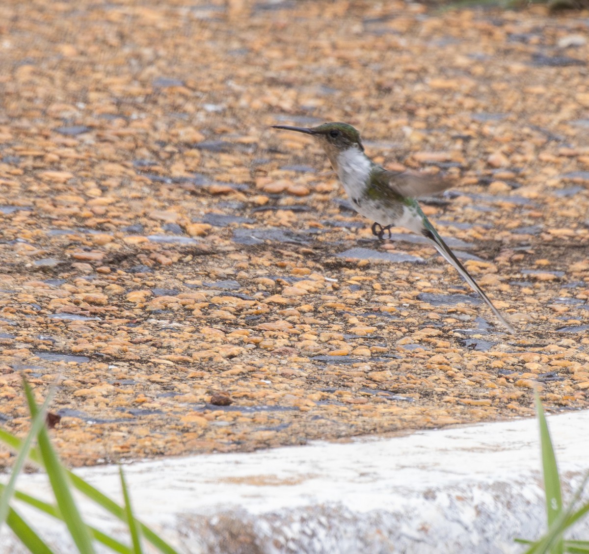 Goldhauben-Schmuckkolibri - ML647807426