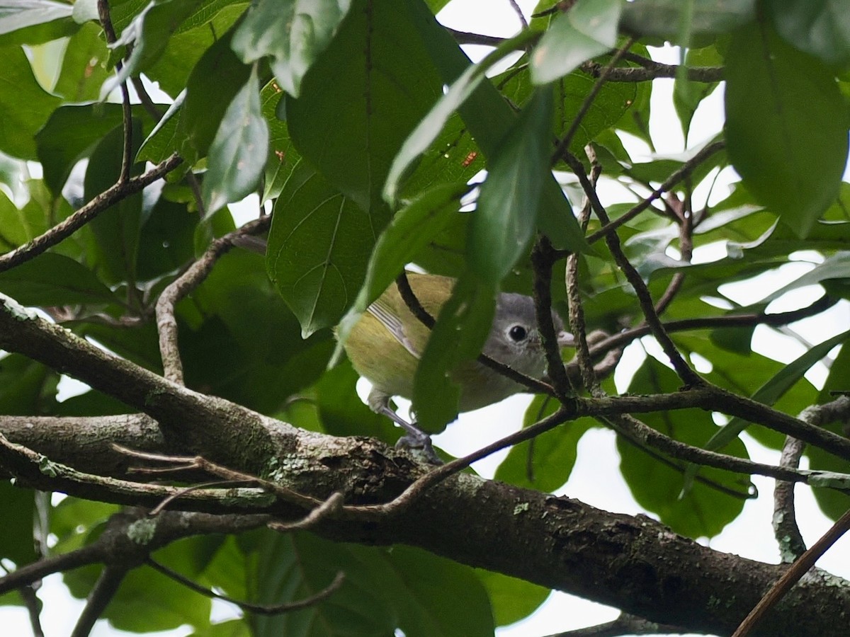 Graukappenvireo - ML647807427