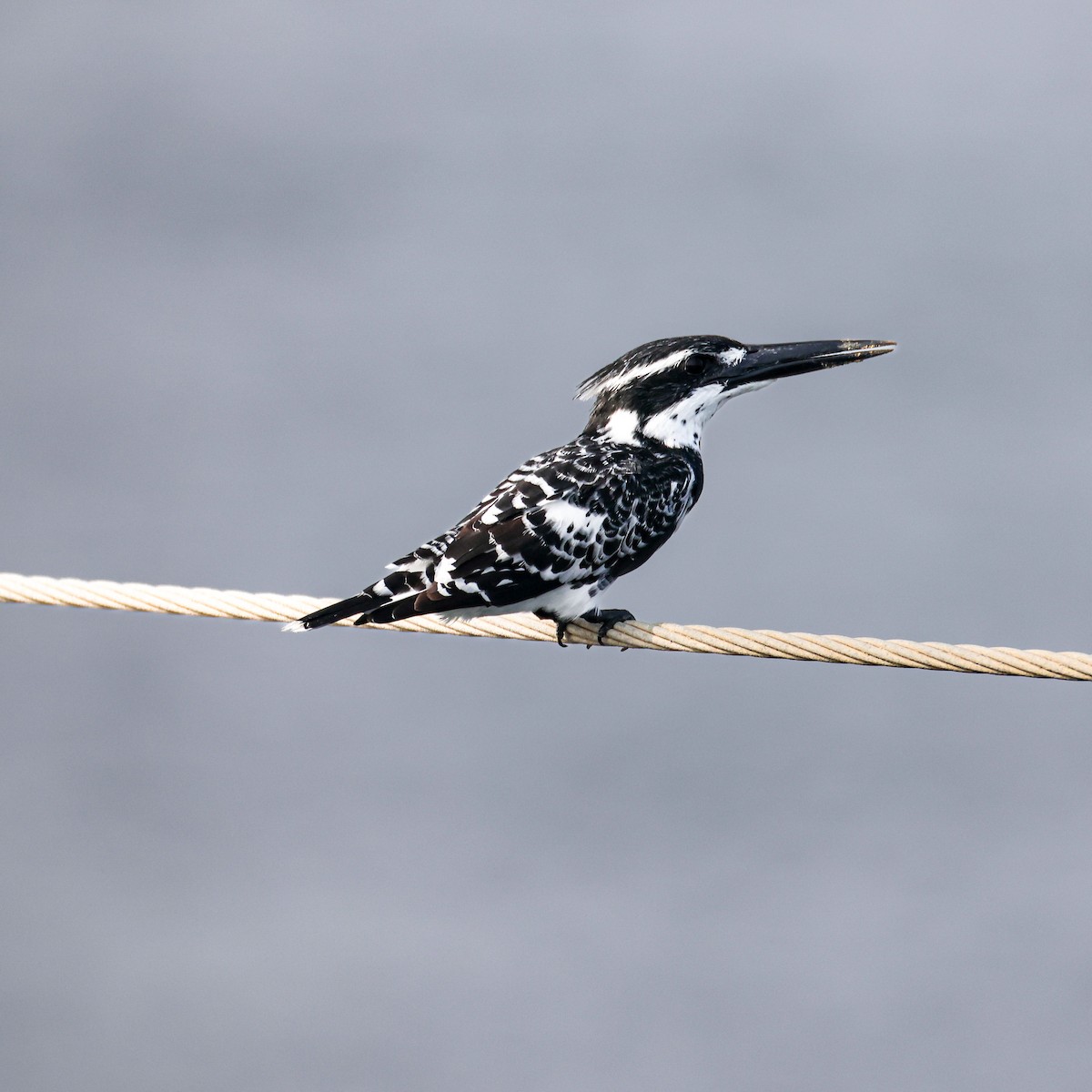 Graufischer - ML647807428