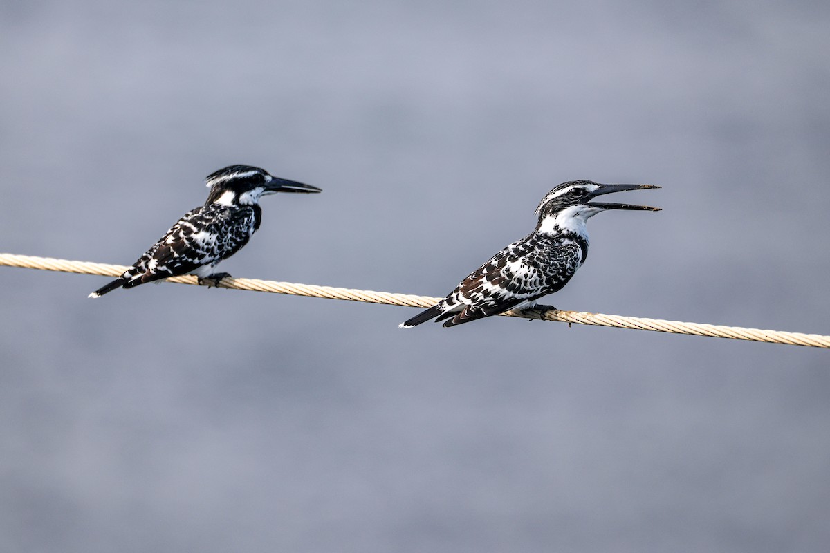 Graufischer - ML647807429