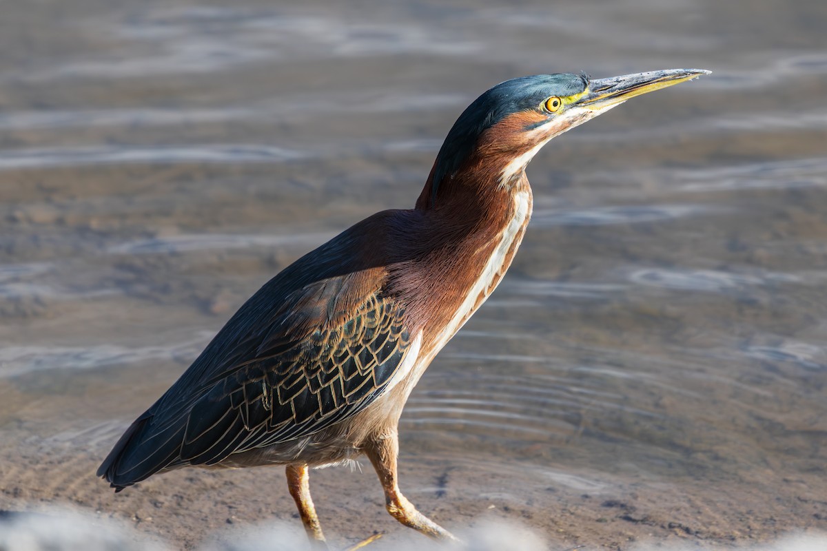 Grünreiher - ML647807430