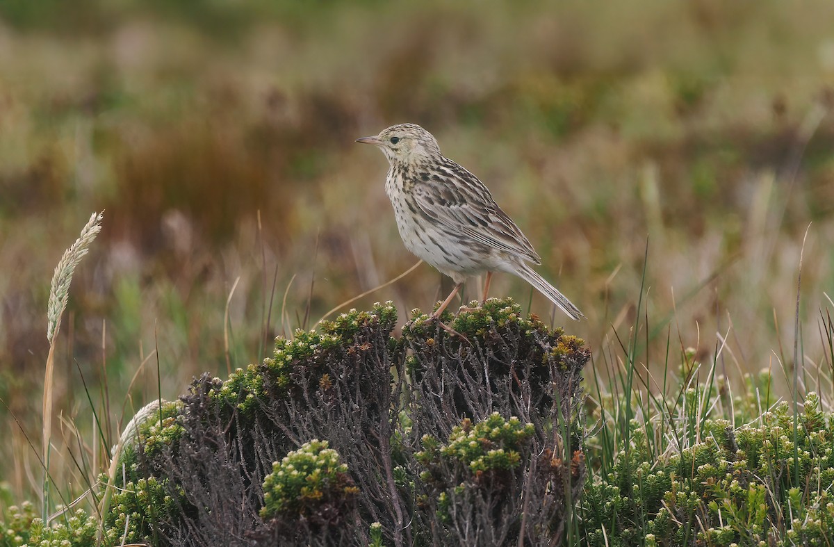 Correnderapieper (grayi) - ML647807432