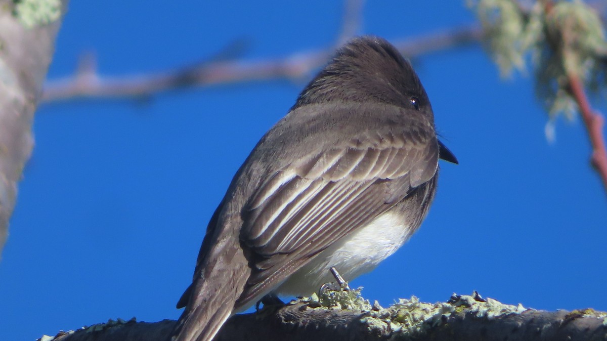 Schwarzkopf-Phoebetyrann - ML647807433