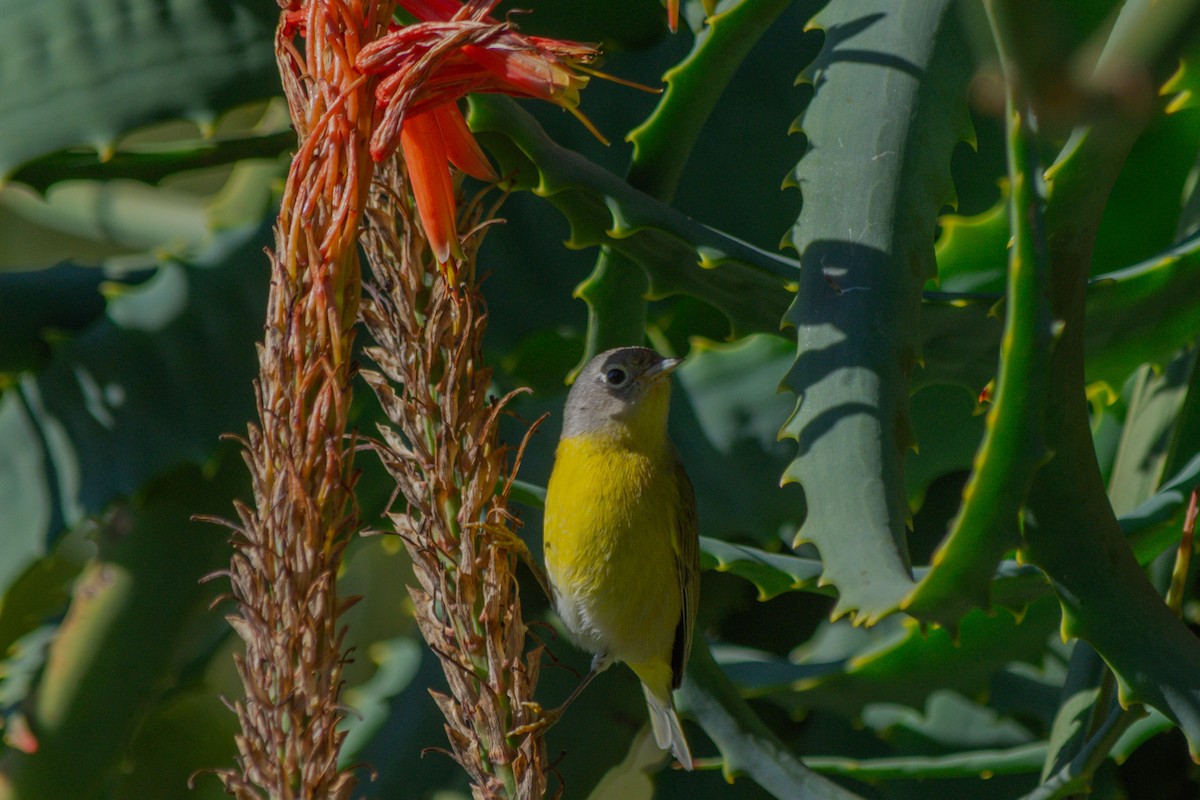 Rubinfleck-Waldsänger - ML647807434