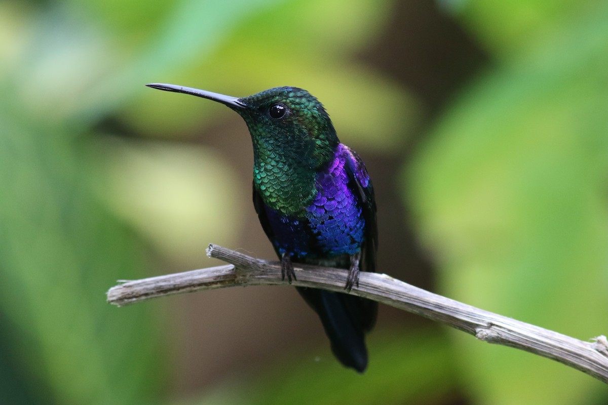 Violettkronennymphe - ML647807436