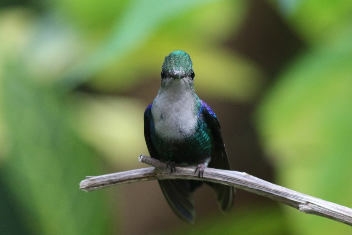 Violettkronennymphe - ML647807437