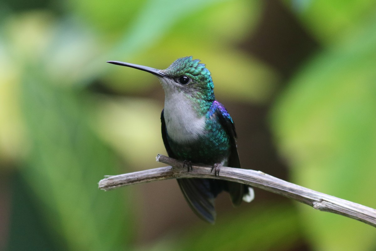 Violettkronennymphe - ML647807439