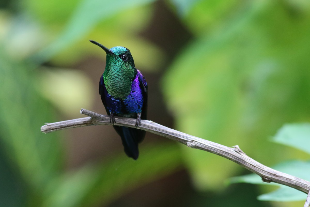 Violettkronennymphe - ML647807441