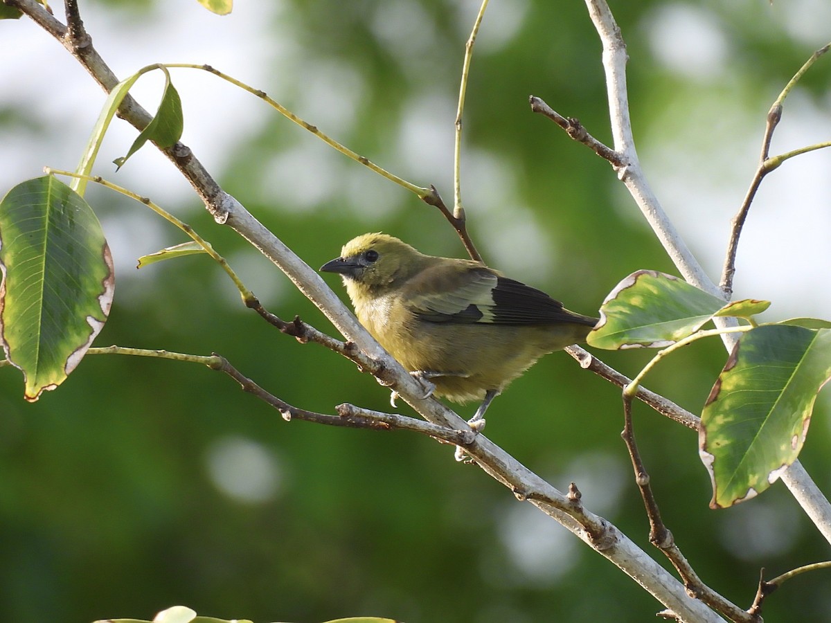 Palmentangare - ML647807442