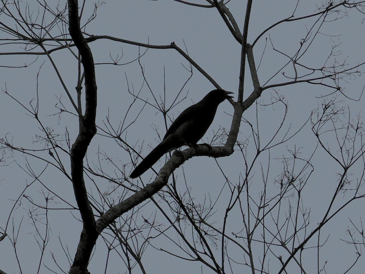 Braunhäher - ML647807443